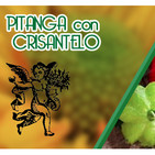 El Ángel de tu Salud - PITANGA CON CRISANTELO