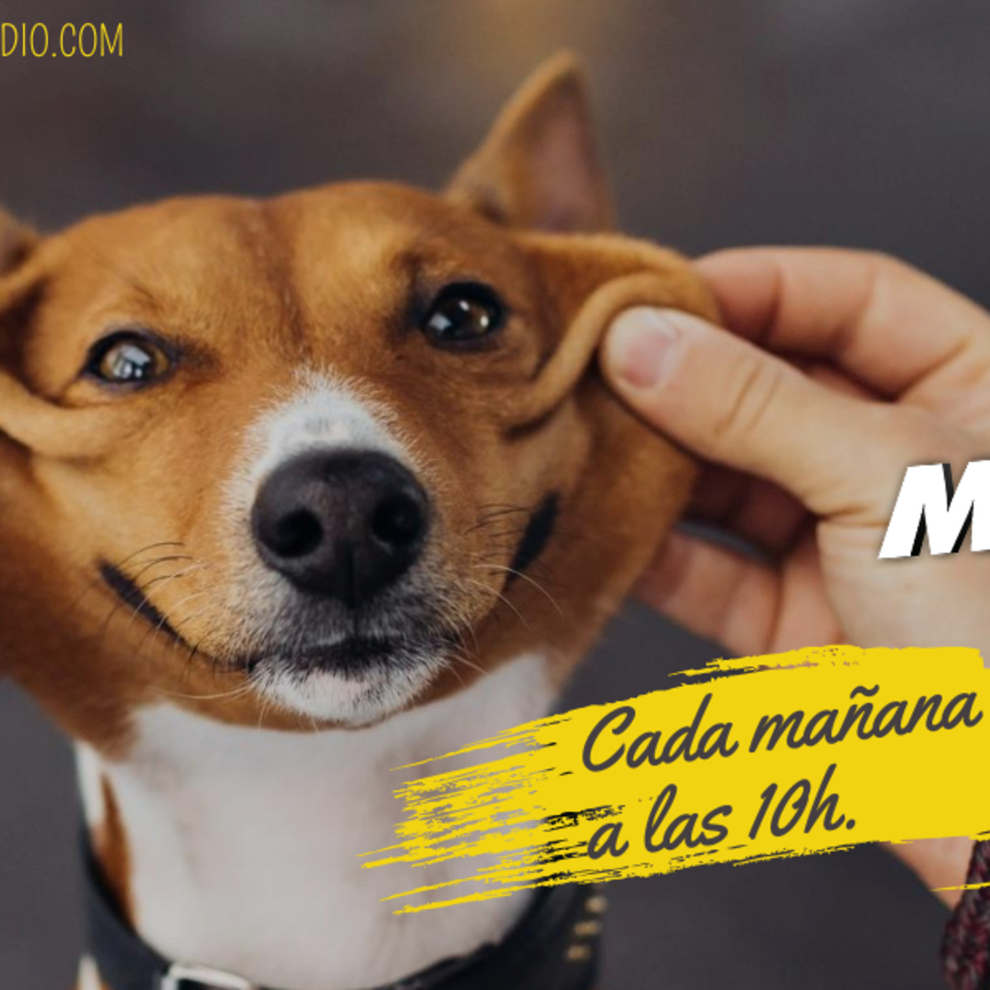 Matinal MDT Radio