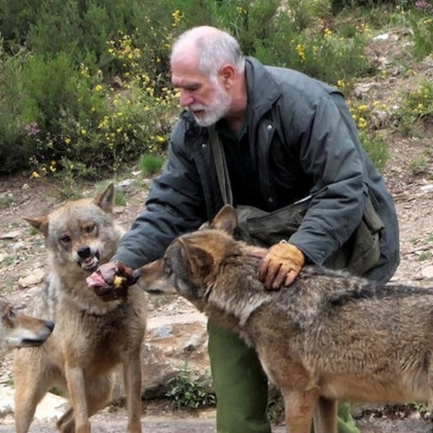 Podcast CARLOS SANZ - AMIGO LOBO