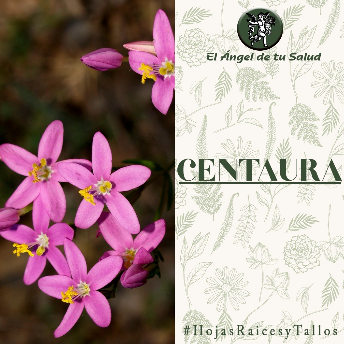 El Ángel de tu Salud - Centaura** episode artwork