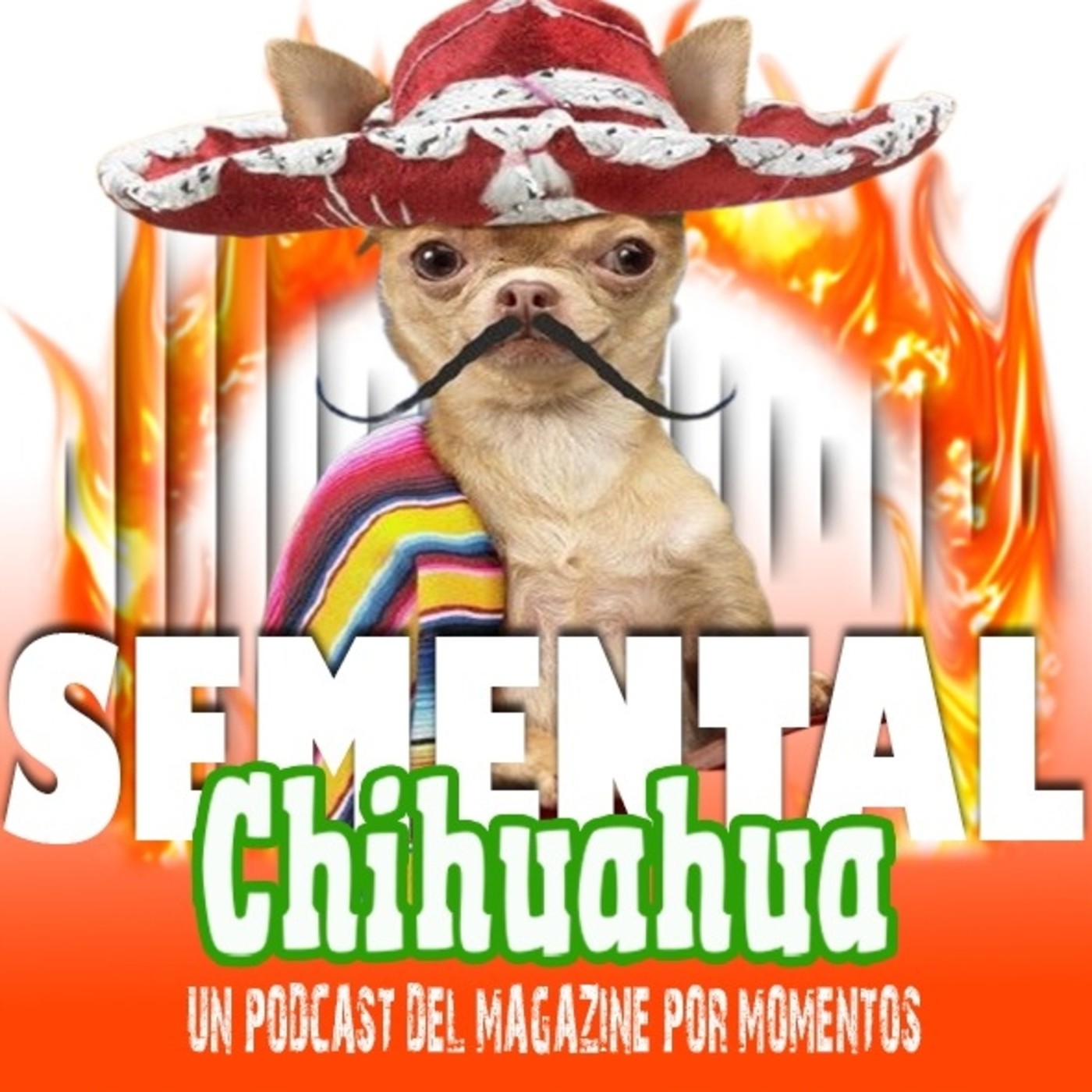 Semental Chihuahua
