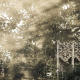 embed image
