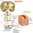 Fundamentos de Diagnostico y Manejo del Dolor