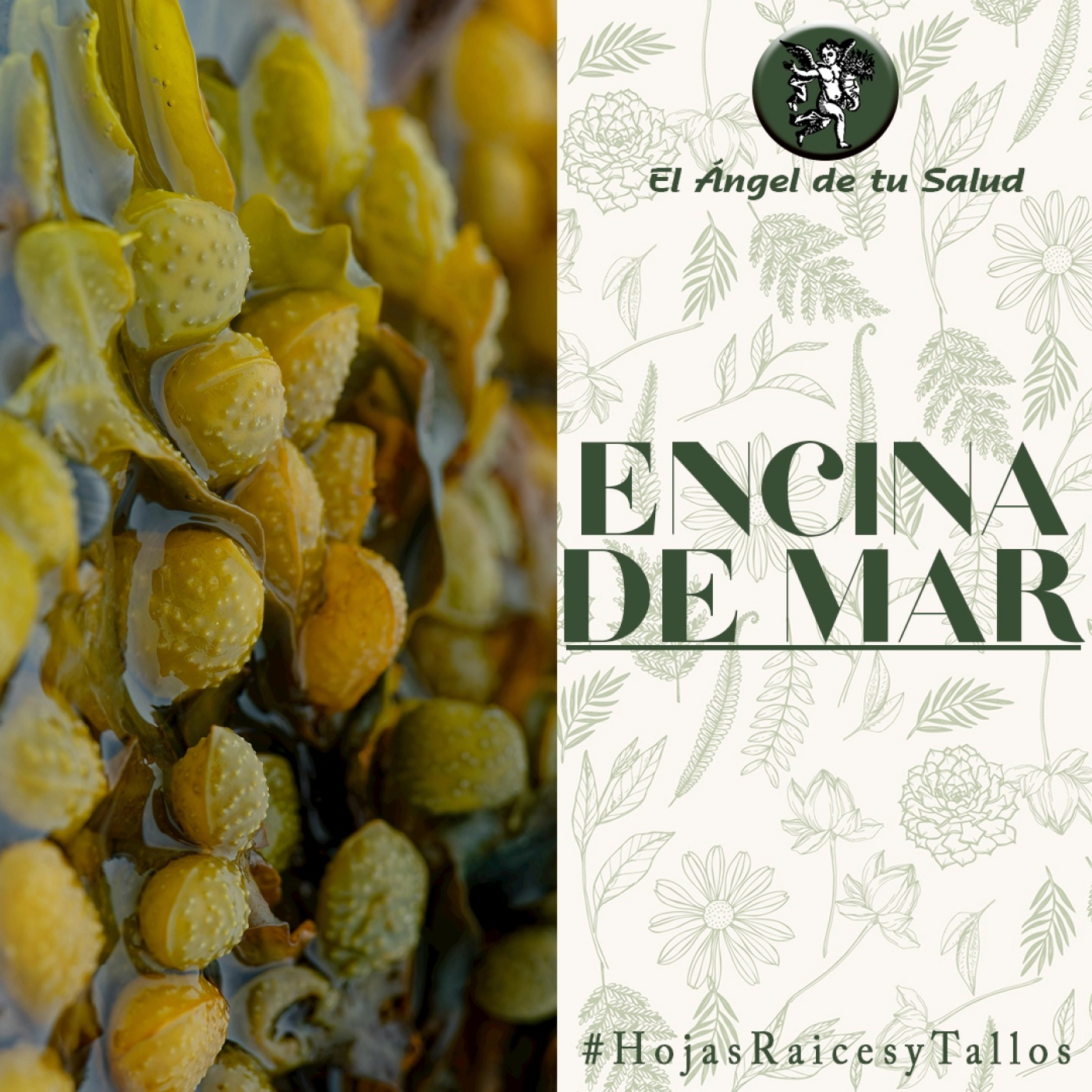 El Ángel de tu Salud - Encina de Mar** episode artwork