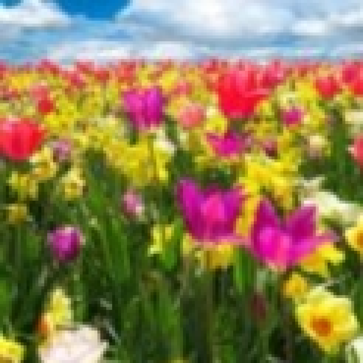 Primavera
