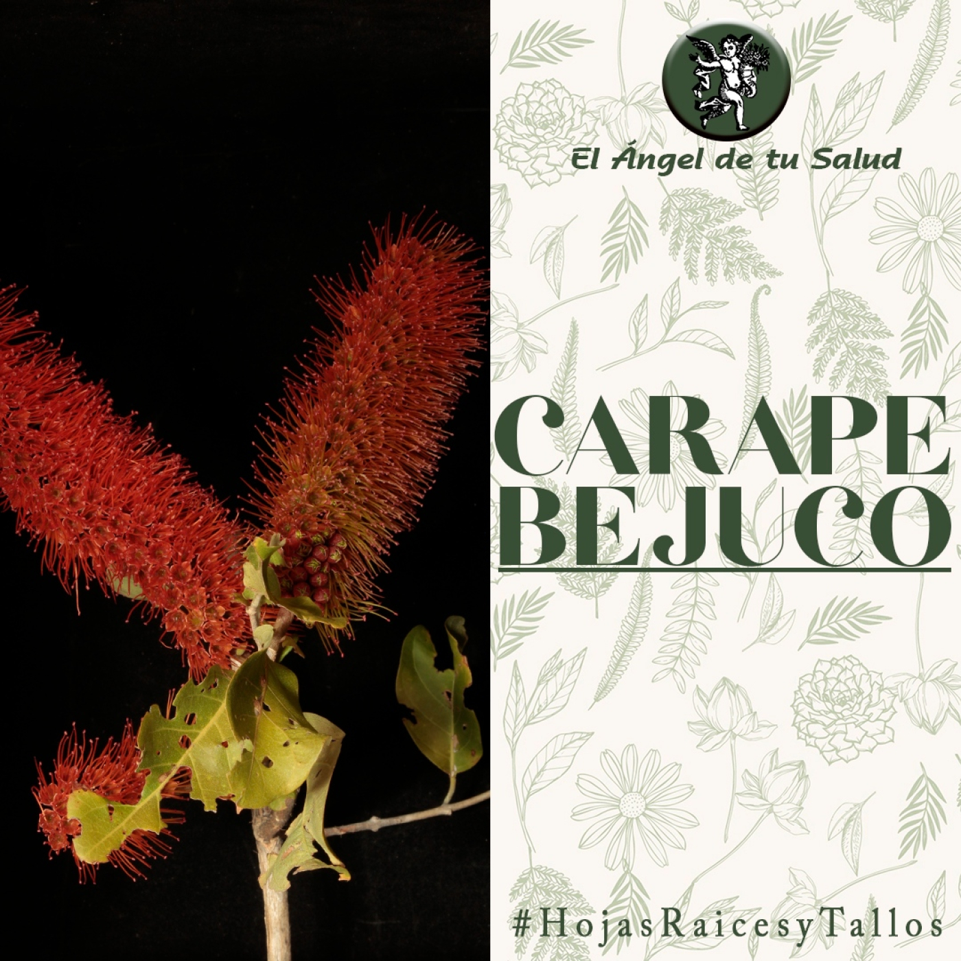 El Ángel de tu Salud - Carape Bejuco** episode artwork
