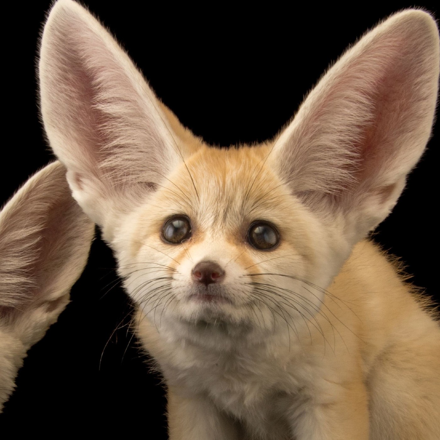 El Telescopio 526, especial Pet Fennec, además tUnE-yArDs y Lloyd Cole episode artwork