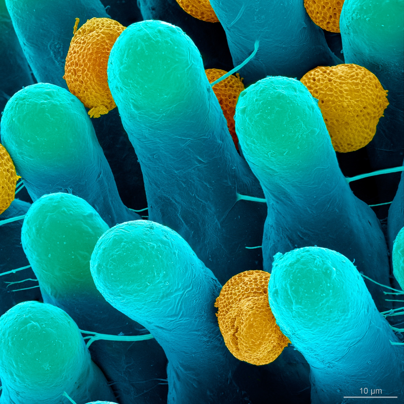 Fotciencia18