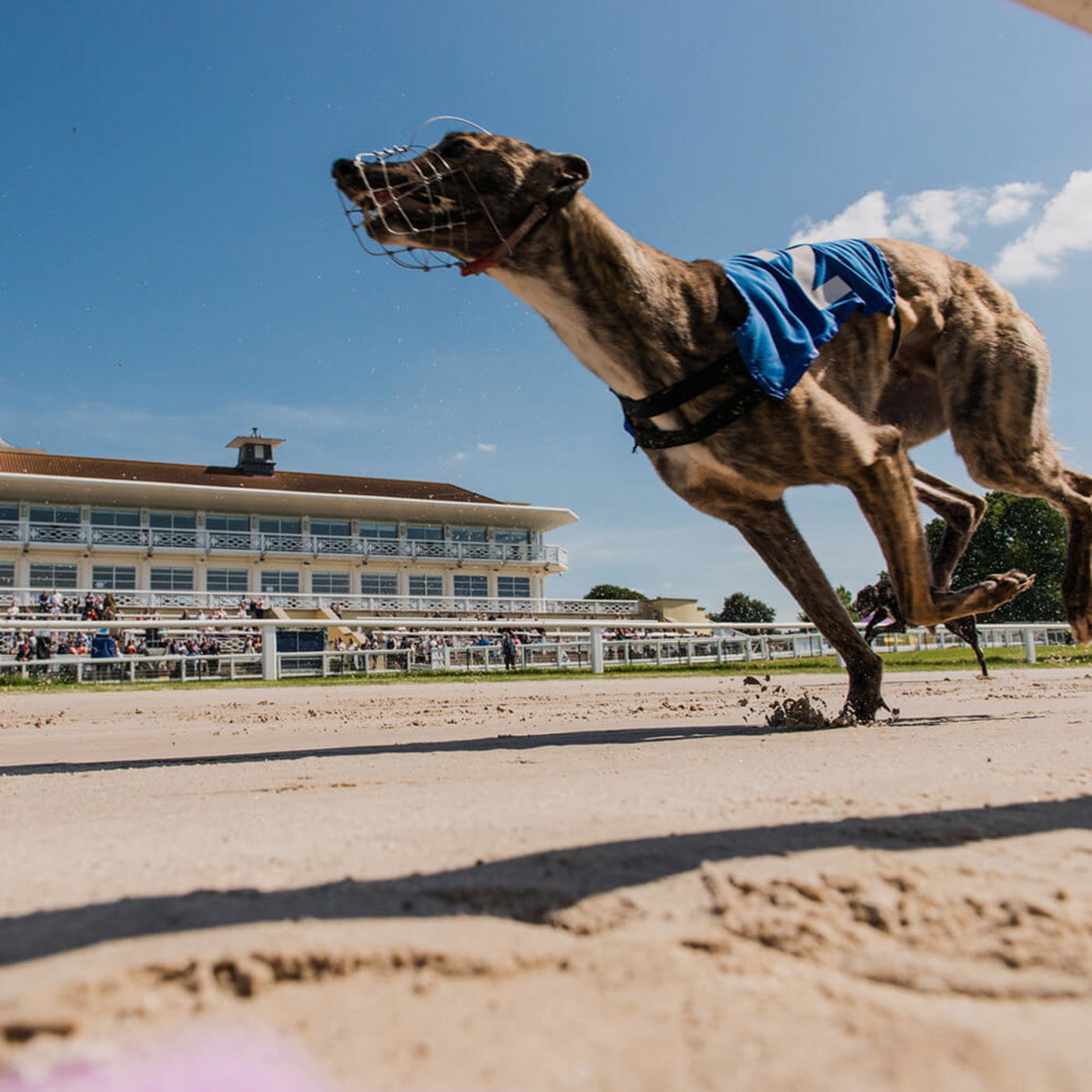 Mediteradio Pata-a-Pata