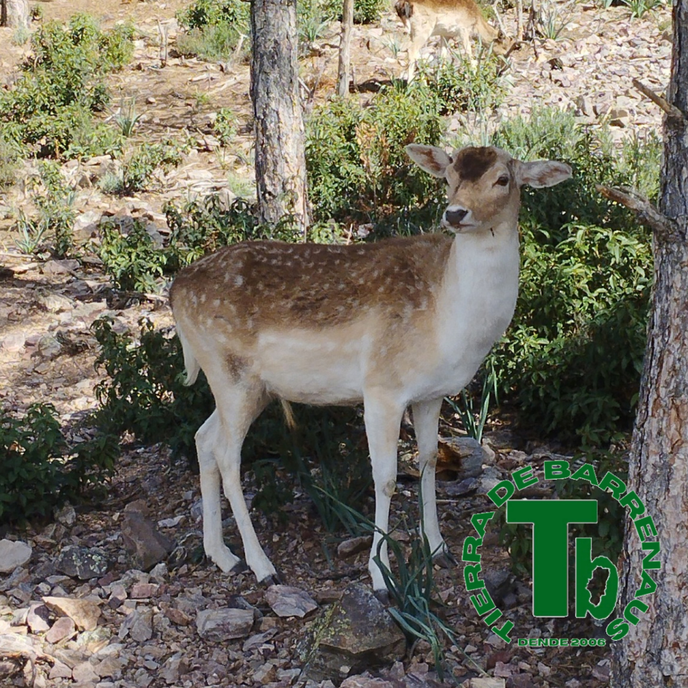 Tierra de barrenaus