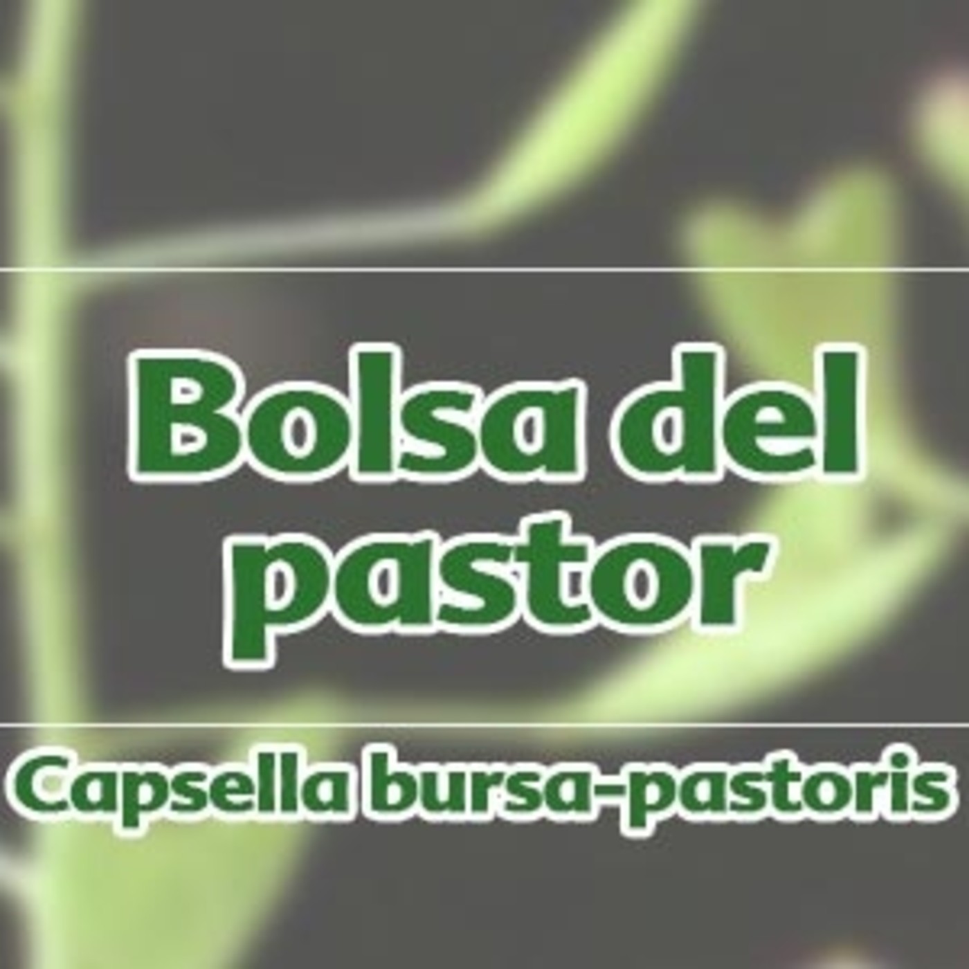 El Ángel de tu Salud - HIERBA DEL POLLO* episode artwork