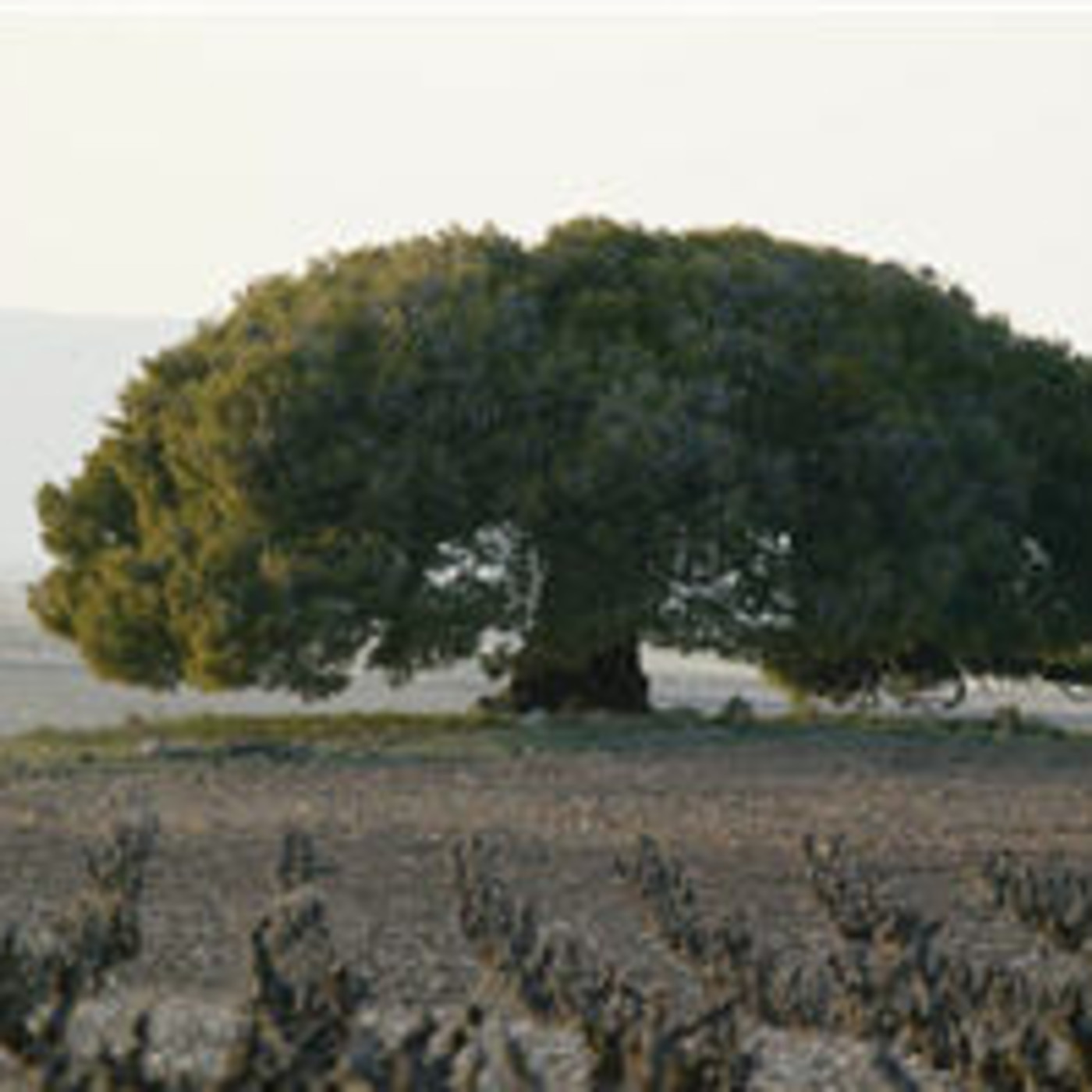 Castilla La Mancha Media - Guadalajara