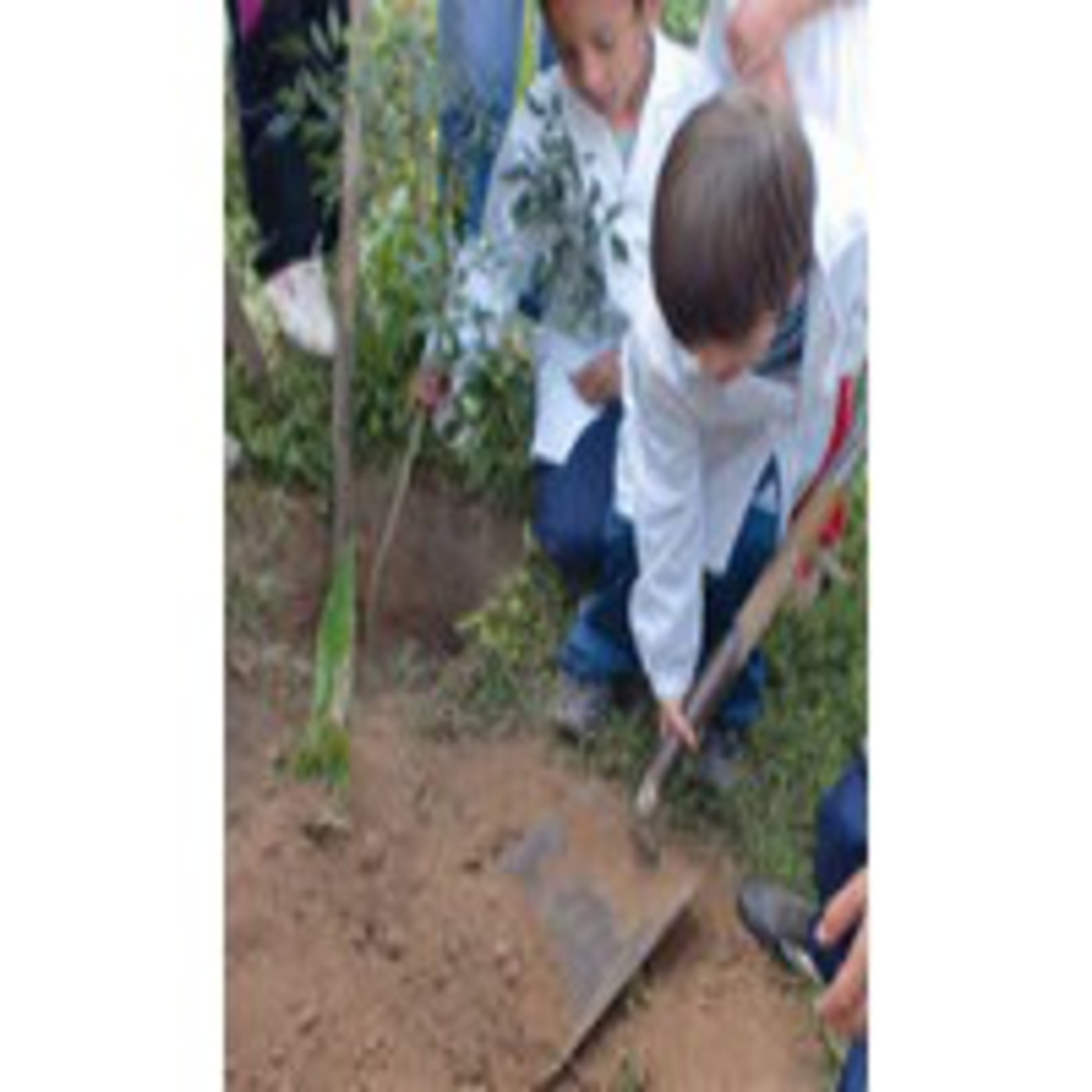 Plantar un árbol es dar vida al planeta