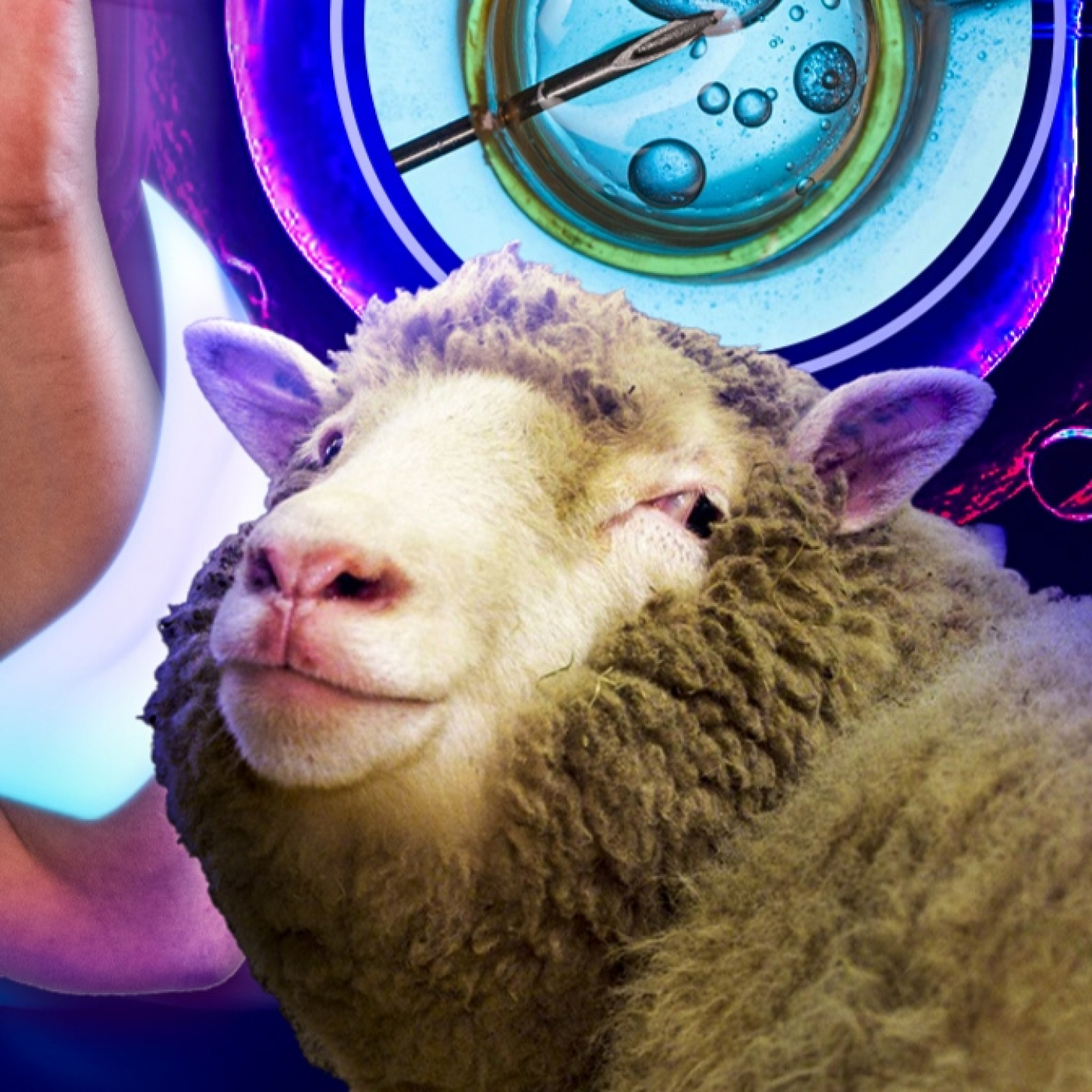 ¿Se pueden clonar humanos? La clonación de la oveja Dolly