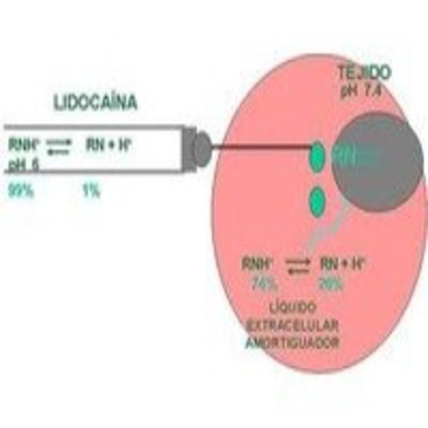 10.1.2.2 Características de fijación de los anestésicos locales