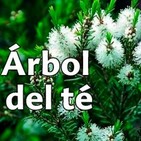El Ángel de tu Salud - CENIZO DE MONTERREY III