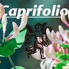 El Ángel de tu Salud - CAPRIFOLIO*