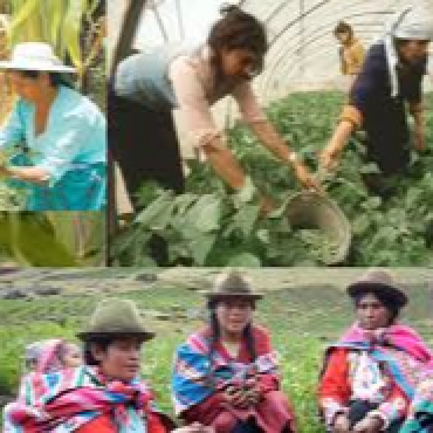 Papel de las mujeres en el sector agropecuario episode artwork