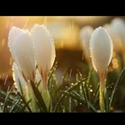 Música Sanadora, Relajante, Sonidos de la Naturaleza