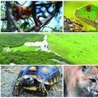 Perdida de biodiversidad