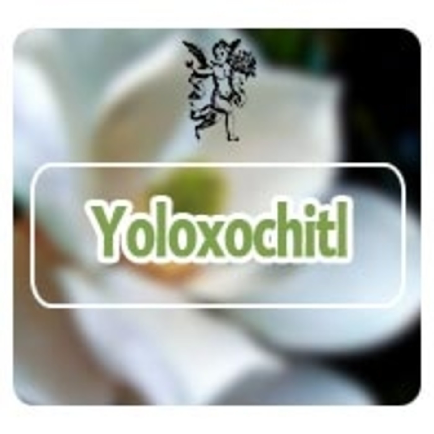 El Angel de tu Salud - YOLOXOCHITL* episode artwork
