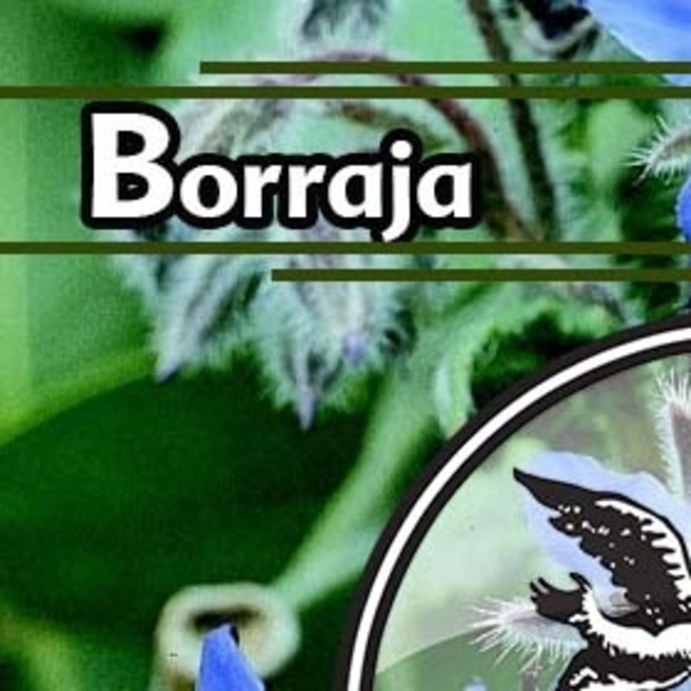 El Ángel de tu Salud - BORRAJA II episode artwork