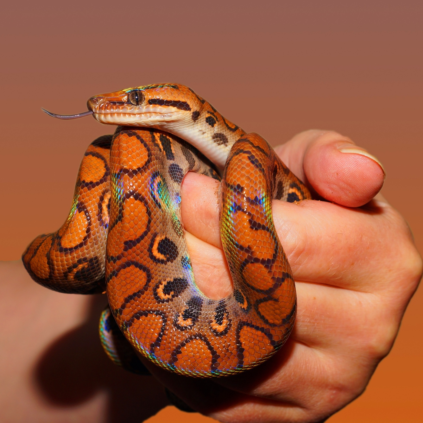 Roger Àlvarez Meditación