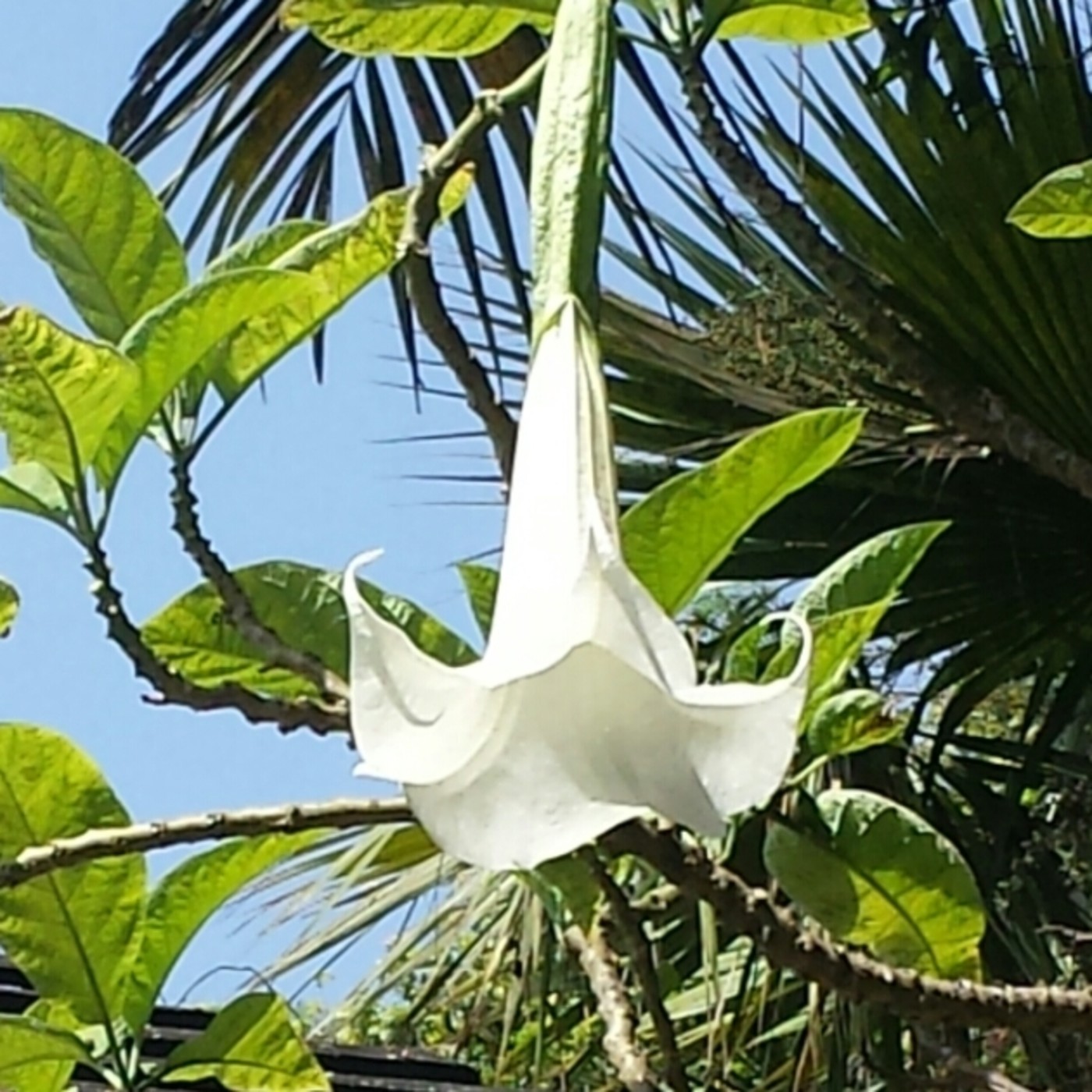 Nuestra Mente es Maravillosa