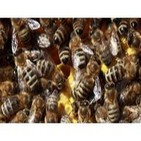 Cap33: Insectos asesinos, hombres insecto y cangrejos