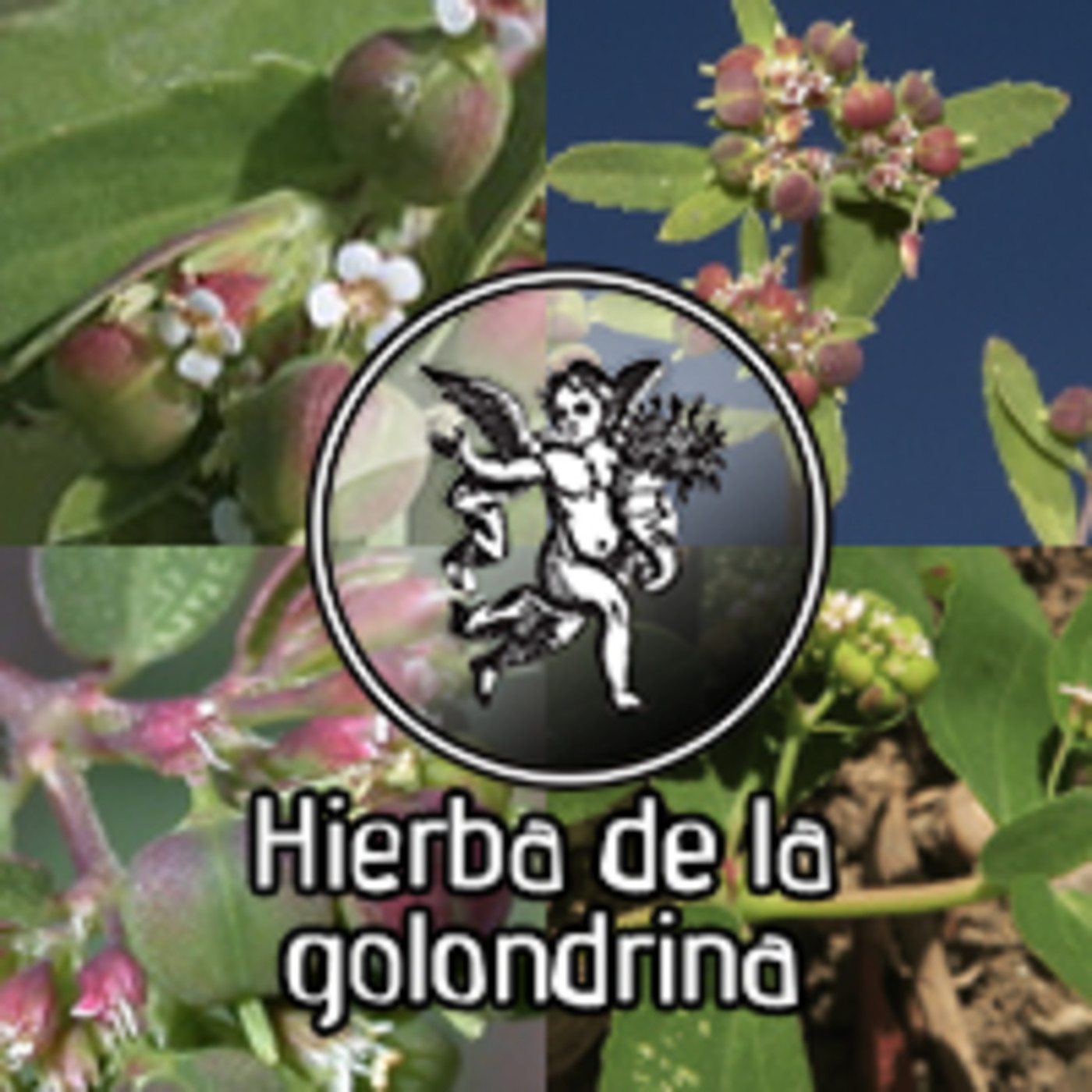 EL ÁNGEL DE TU SALUD - HIERBA DE LA GOLONDRINA** episode artwork