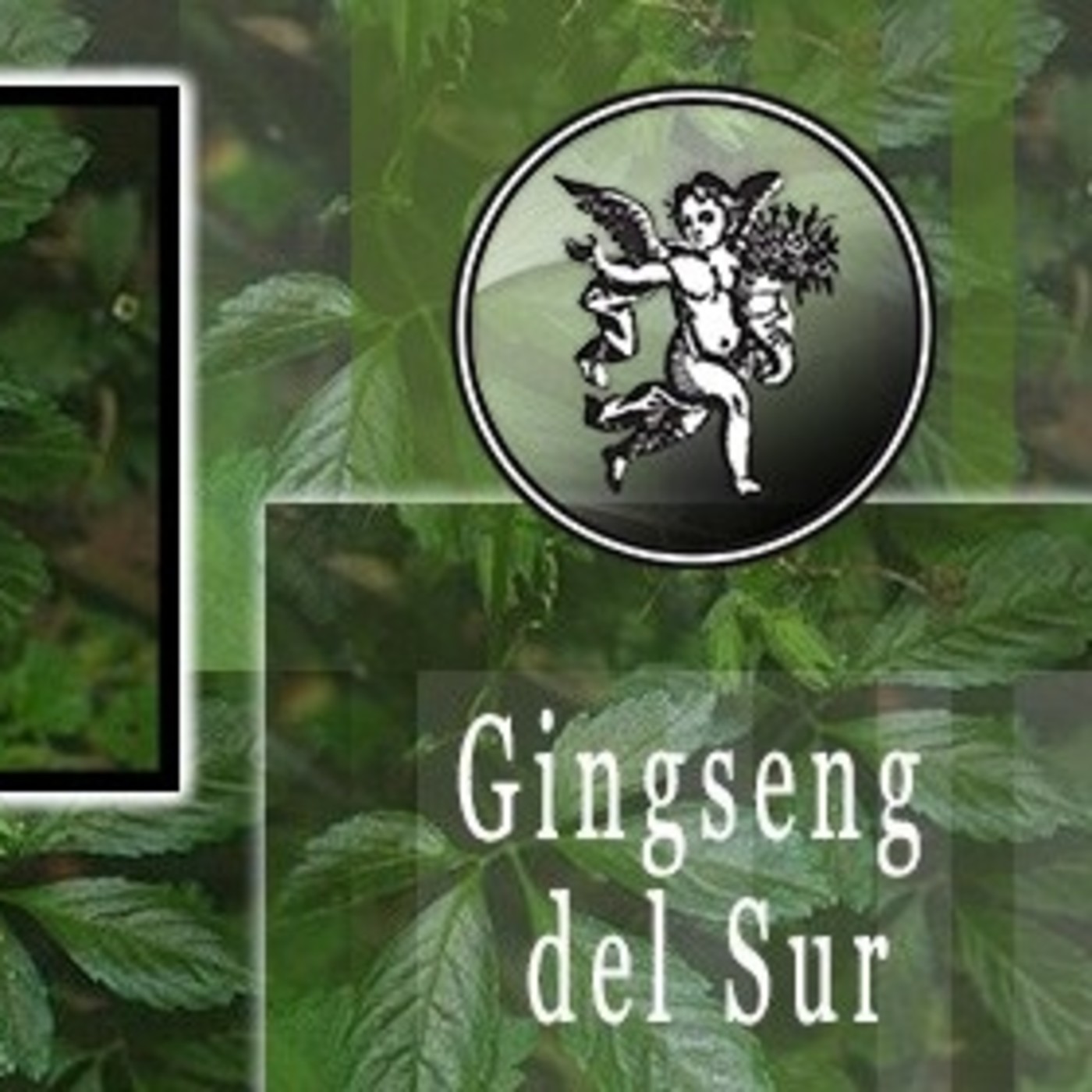 El Ángel de tu Salud - GINSENG DEL SUR I