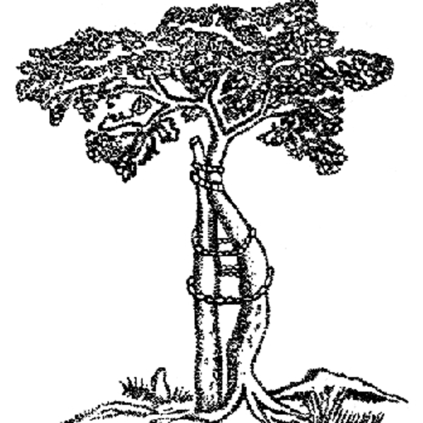 OrtoPedCast