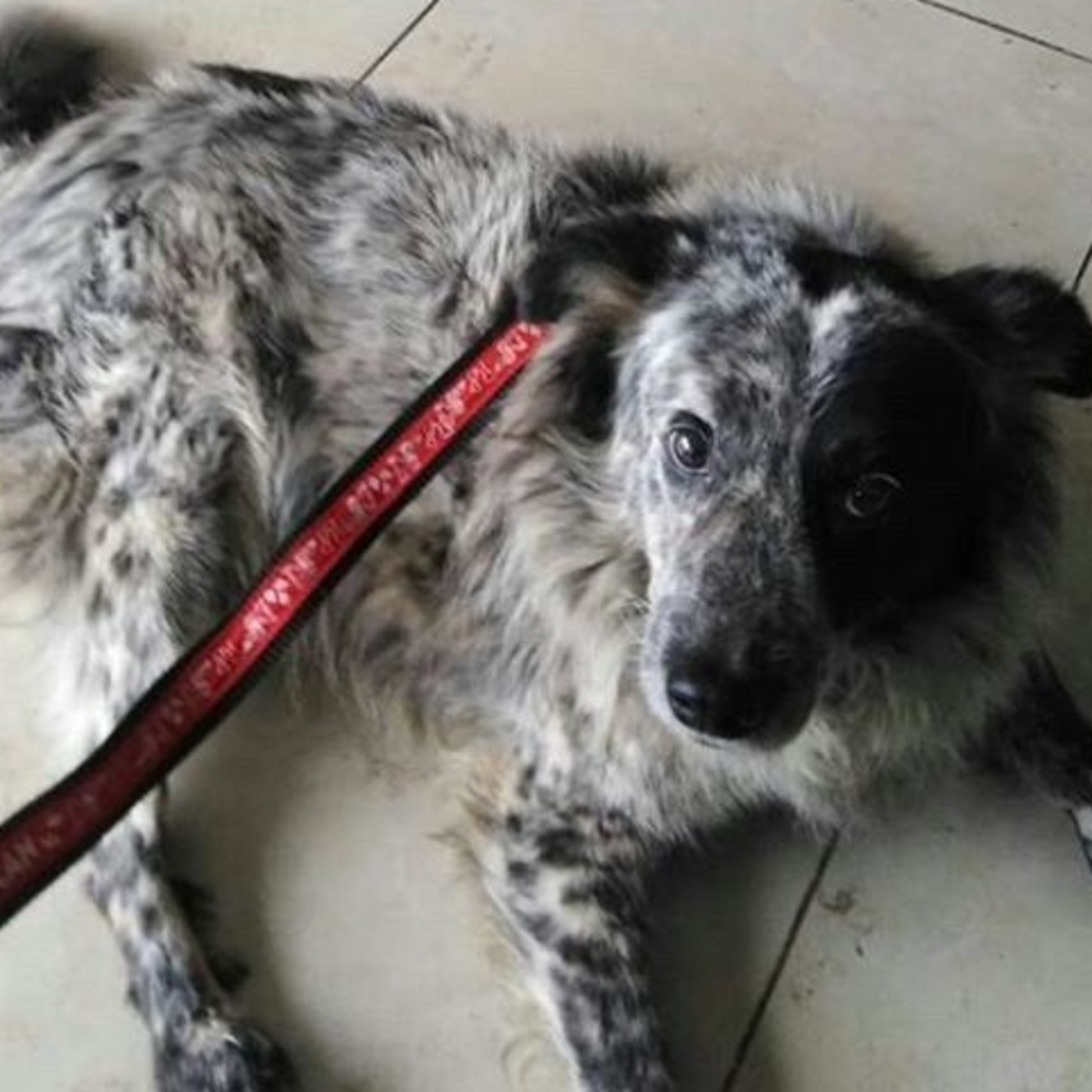 05: La Historia de Manchitas, el perrito con alma libre