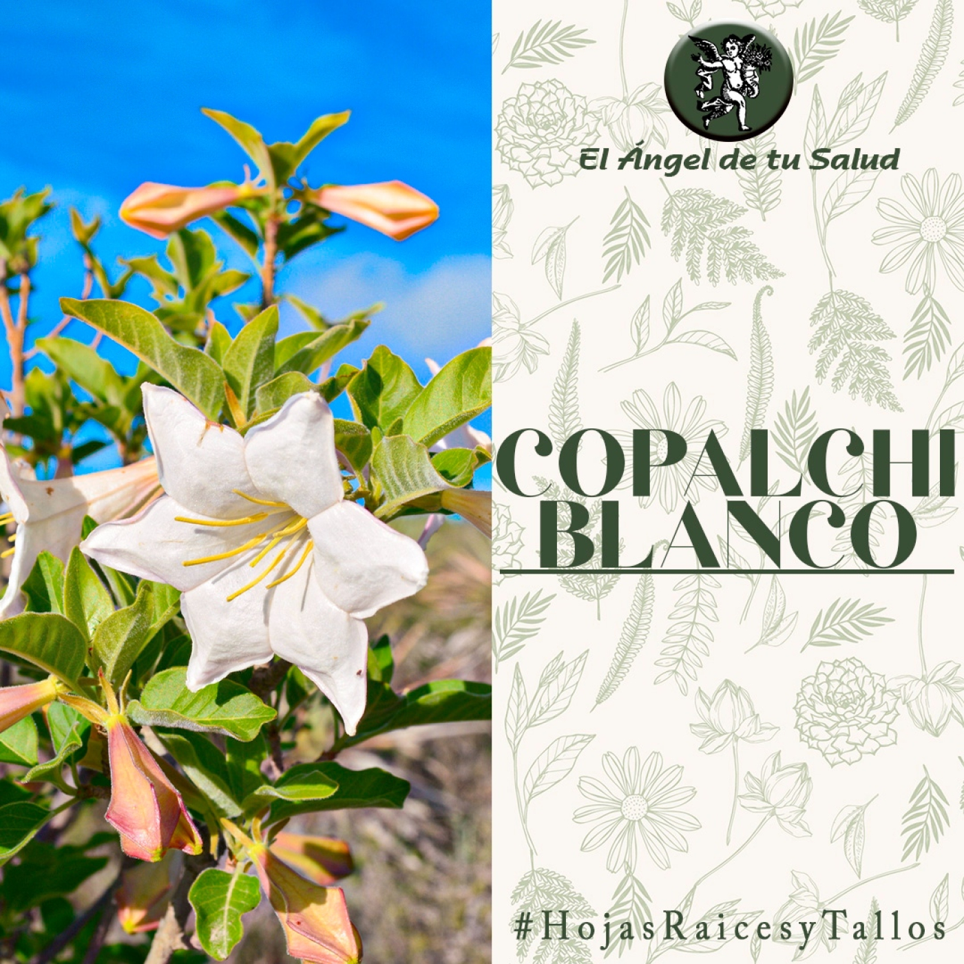 El Ángel de tu Salud - Copalchi Blanco**