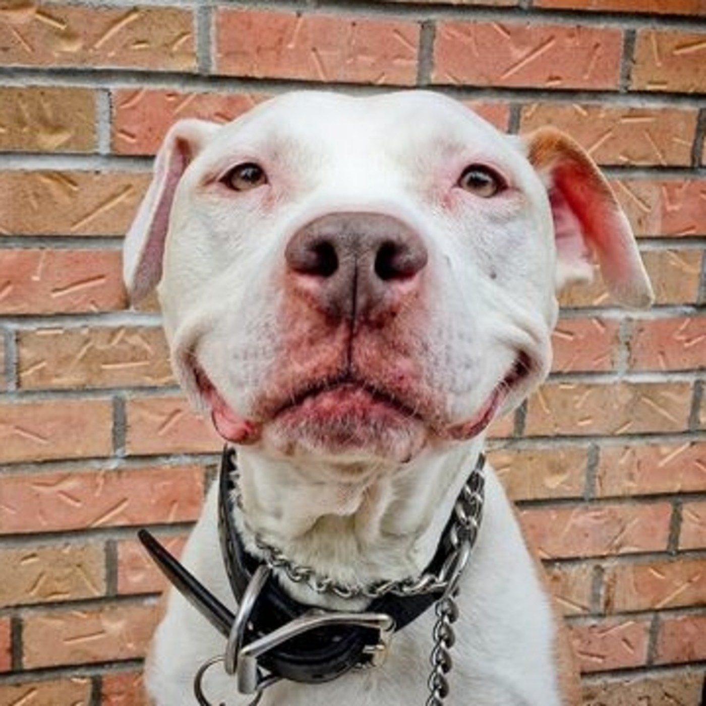 Podcast de Animales de la Calle