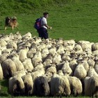 Ecos de la Palabra - 4º Domingo de Pascua - Ciclo A
