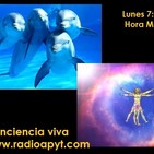 La inteligencia de los delfines/Tipos de meditacion/ Ejercicio meditacion trascendental