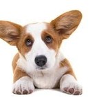 Perros que tienen un hueco en la historia