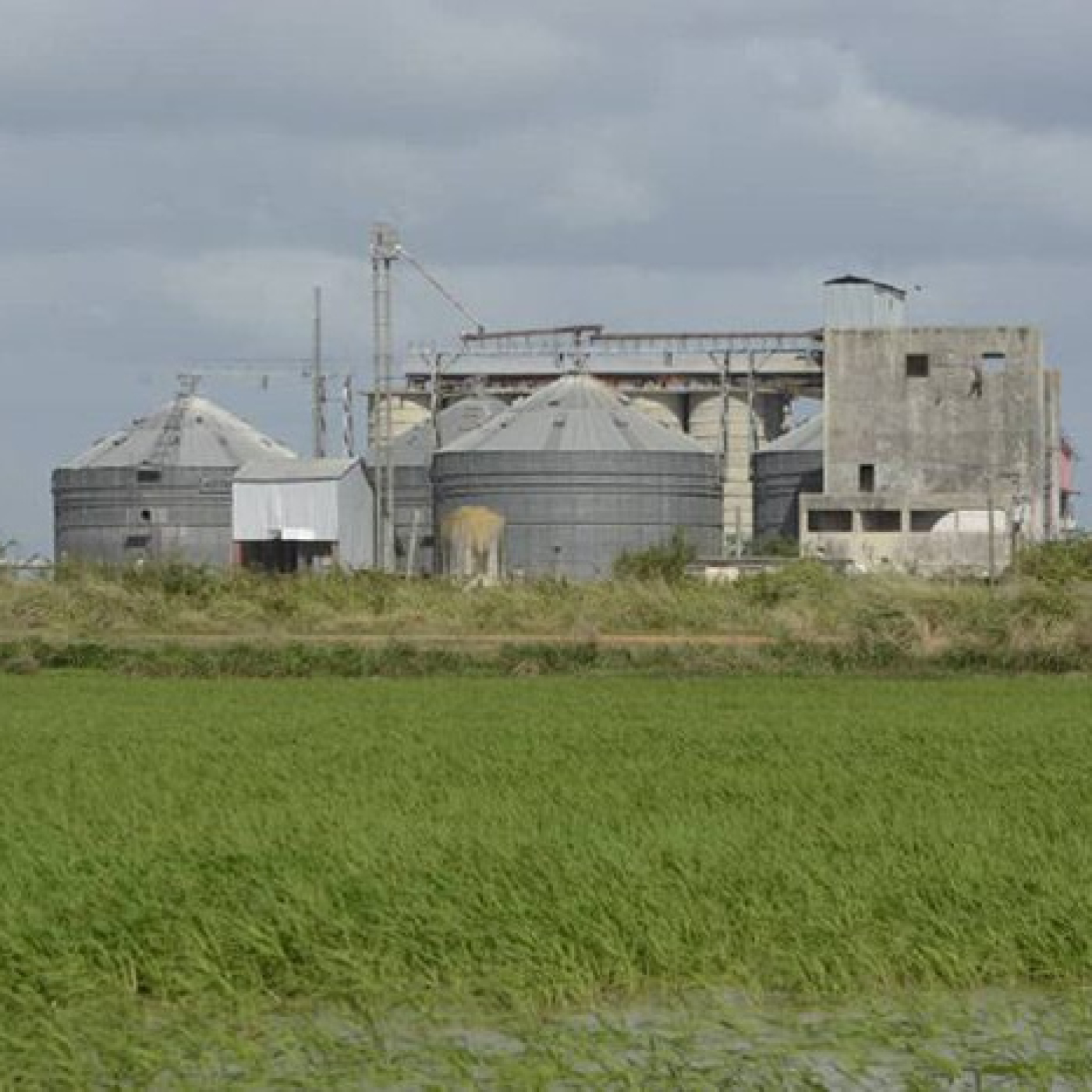 Recorrió Díaz Canel áreas del proyecto Cuba-Vietnam para la producción de arroz