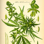 Sobre la Cannabis Medicinal: Entrevista a Luchita