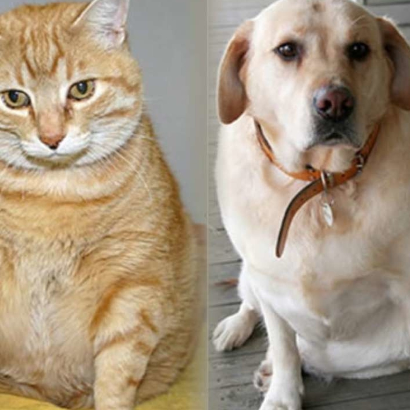 Nuestras Mascotas - La Obesidad