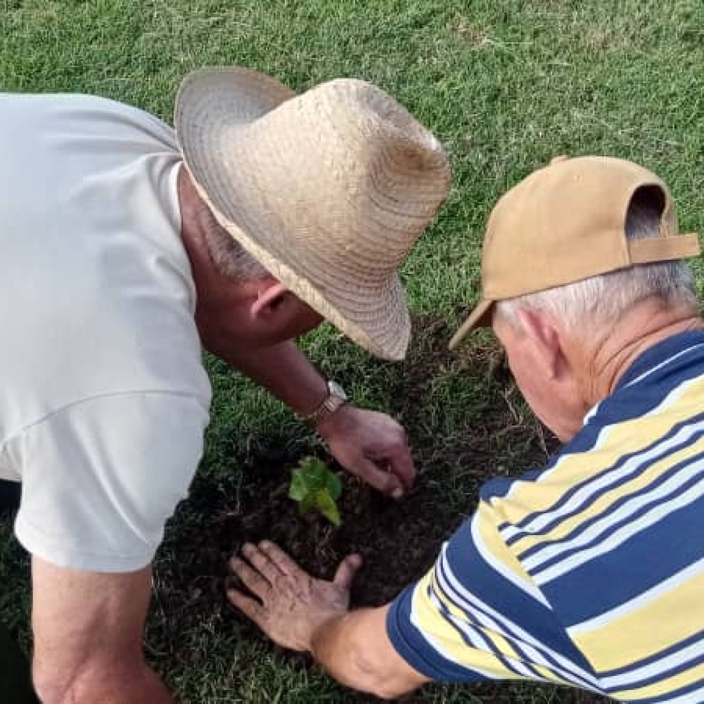 Siembran primer caguairán en la Plaza del Che en homenaje al Centenario de Fidel