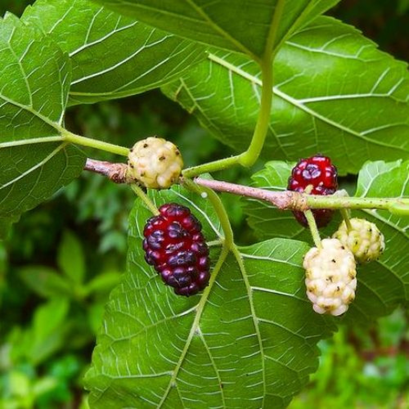 Conozca los beneficios medicinales de la Morera