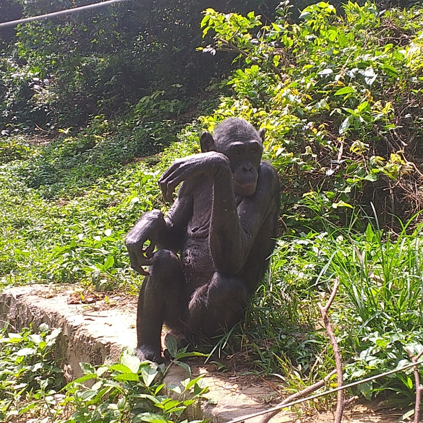 FLORES EN EL CONGO