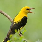 La Brújula de la Ciencia s09e20: Parecidos y diferencias entre los cantos de pájaro y el lenguaje humano