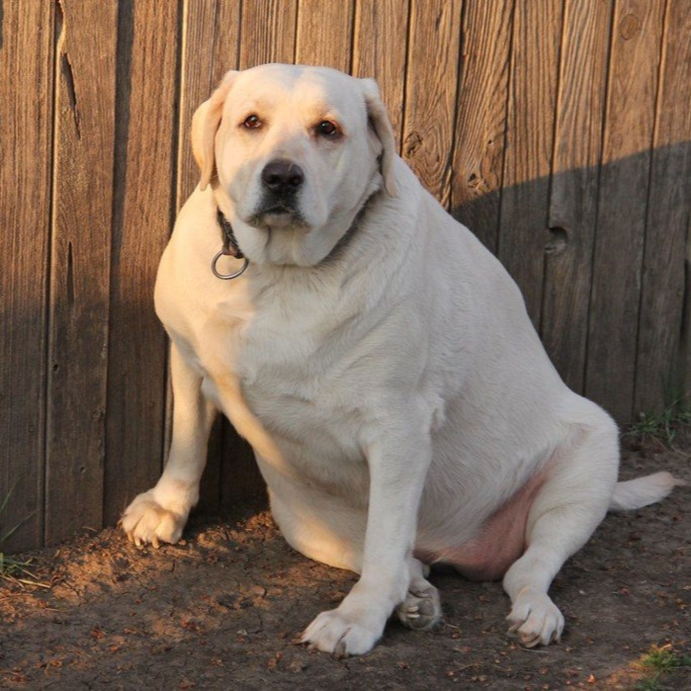 Perros obesos... por qué sucede?