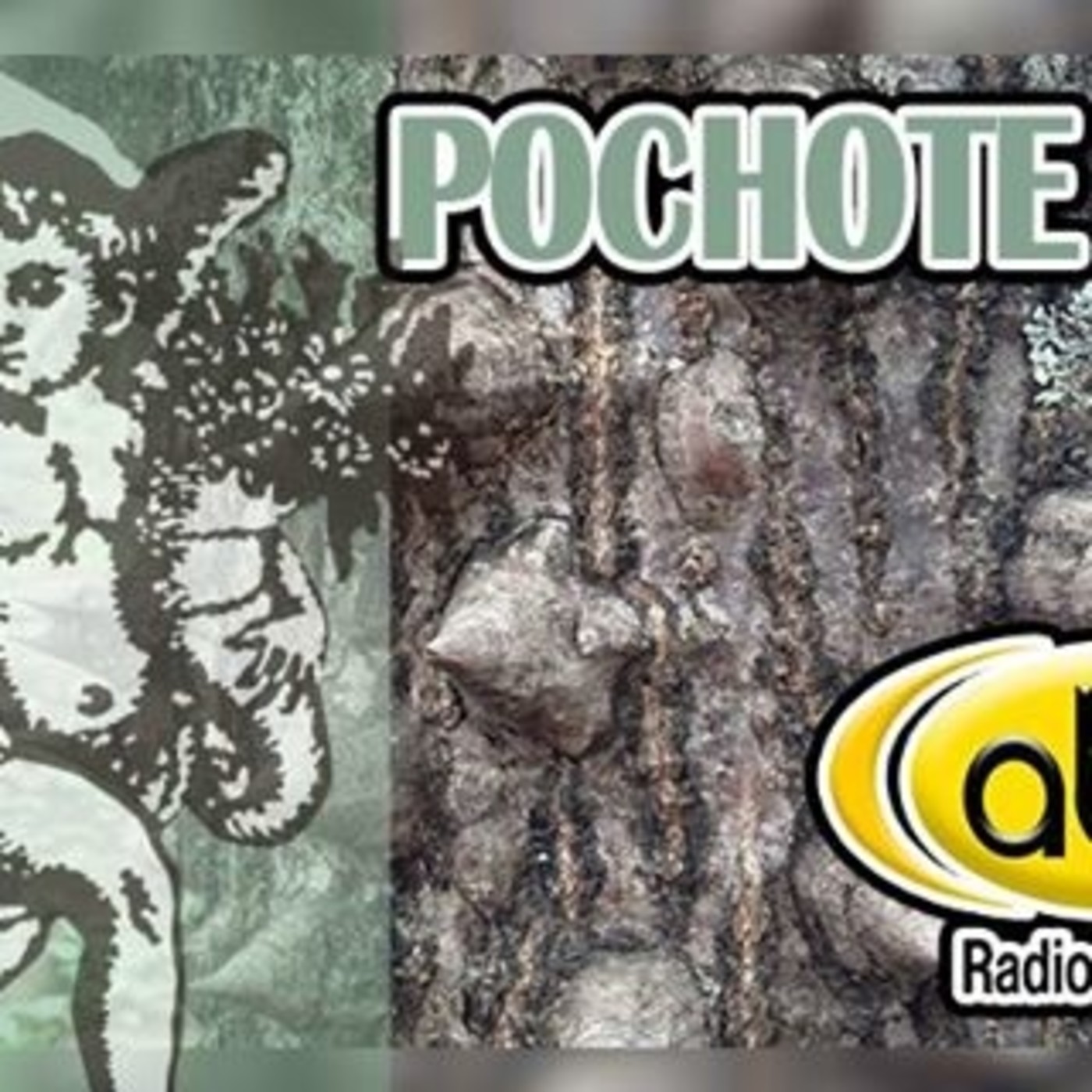 El Ángel de tu Salud - POCHOTE episode artwork