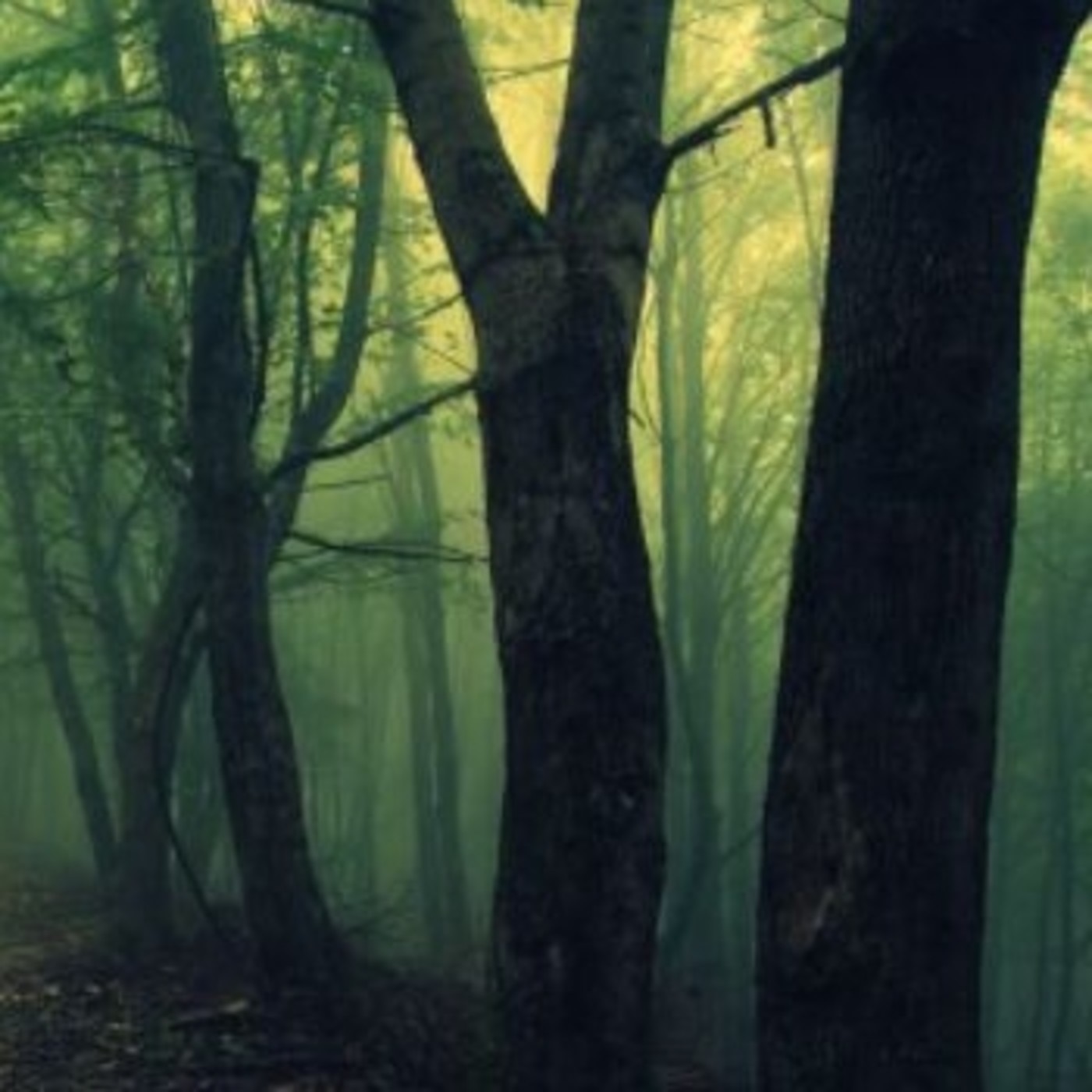 El bosque de los wort episode artwork