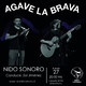 Nido Sonoro- Agave la brava