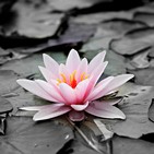 El poder de la vida - Qué es el Mindfulness (desmontando mitos) con Setefilla Pérez